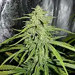 Royal Highness - Royal Queen Seeds 2 Royal Highness - Royal Queen Seeds 2