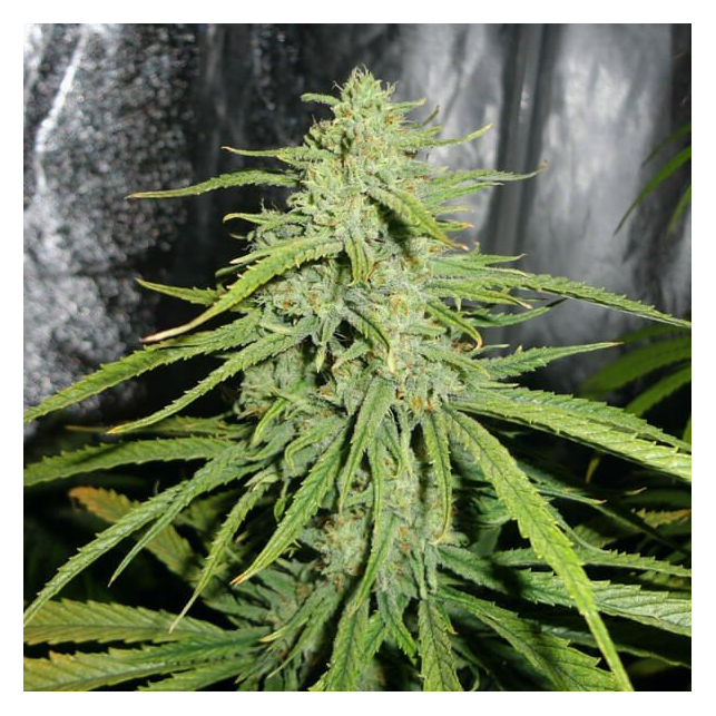 Royal Highness - Royal Queen Seeds 3