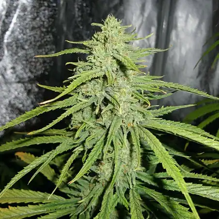 Royal Highness - Royal Queen Seeds 2