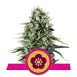 Power Flower - Royal Queen Seeds 5