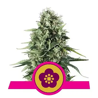 Power Flower - Royal Queen Seeds 5