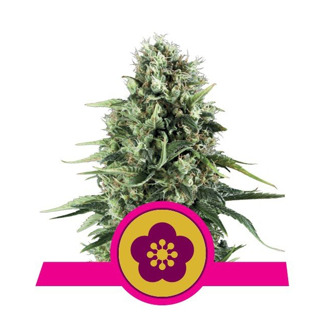 Power Flower - Royal Queen Seeds 5
