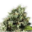 Power Flower - Royal Queen Seeds 4