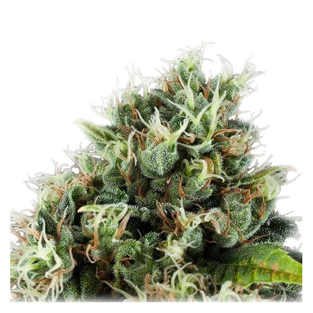 Power Flower - Royal Queen Seeds 5