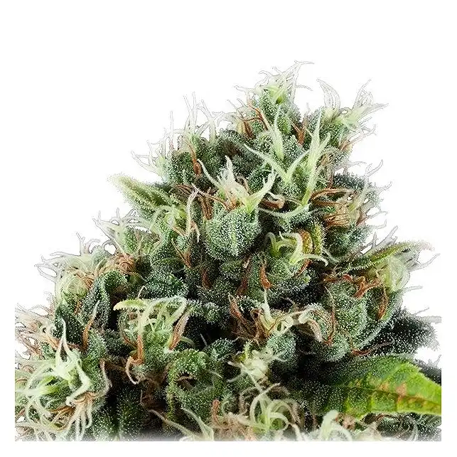 Power Flower - Royal Queen Seeds 4