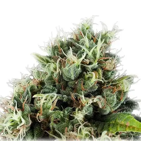 Power Flower - Royal Queen Seeds 4