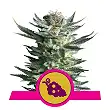 Fruit Spirit - Royal Queen Seeds 5