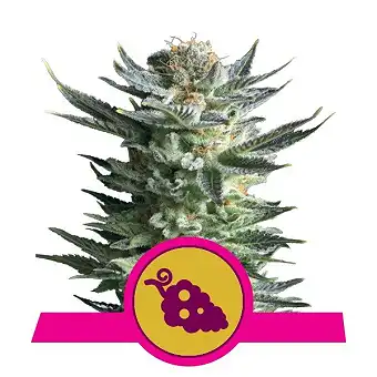 Fruit Spirit - Royal Queen Seeds 5