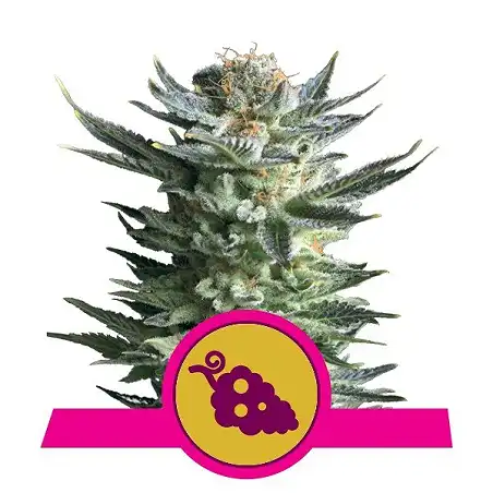 Fruit Spirit - Royal Queen Seeds 5