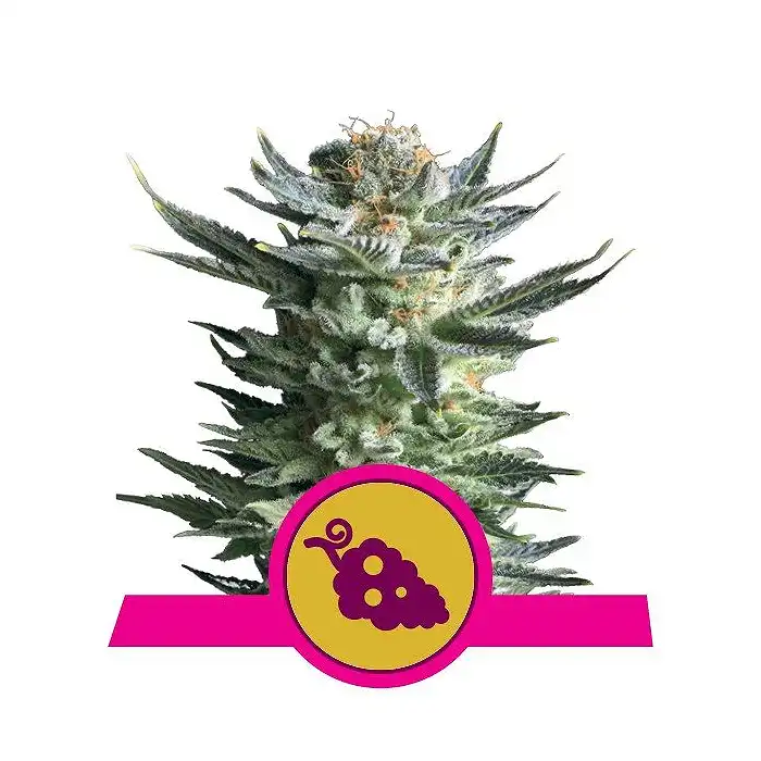 Fruit Spirit - Royal Queen Seeds 5