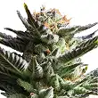 Fruit Spirit - Royal Queen Seeds 4