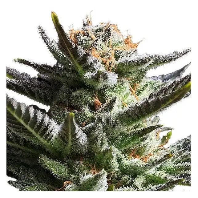 Fruit Spirit - Royal Queen Seeds 4