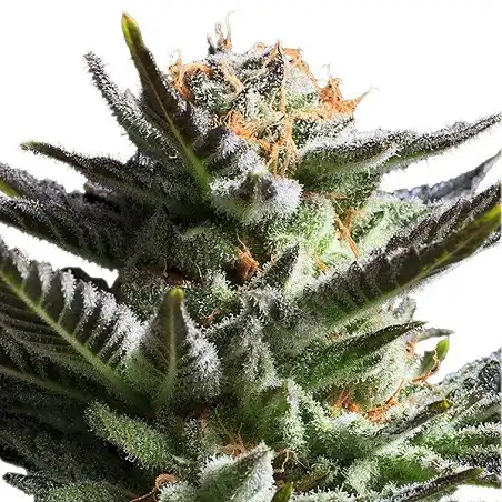 Fruit Spirit - Royal Queen Seeds 4