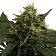 Ice - Royal Queen Seeds 2