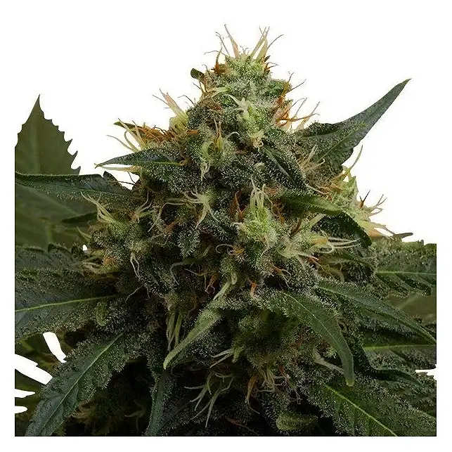 Ice - Royal Queen Seeds 2