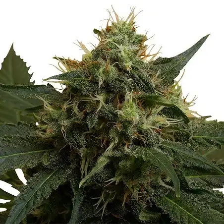 Ice - Royal Queen Seeds 2