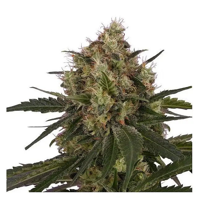 Ice - Royal Queen Seeds 3