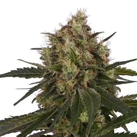 Ice - Royal Queen Seeds 3