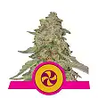Sweet ZZ ( Sweet Zkittlez) - Royal Queen Seeds 3
