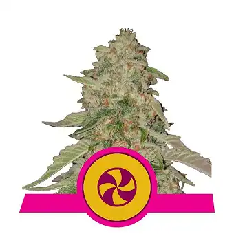 Sweet ZZ ( Sweet Zkittlez) - Royal Queen Seeds 3