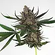 Sweet ZZ ( Sweet Zkittlez) - Royal Queen Seeds 2