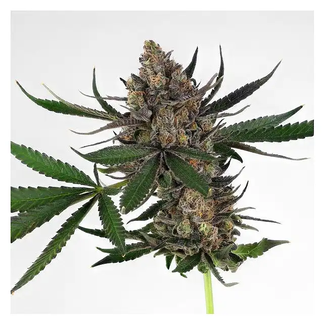 Sweet ZZ ( Sweet Zkittlez) - Royal Queen Seeds 2