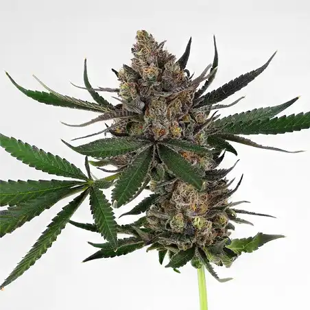 Sweet ZZ ( Sweet Zkittlez) - Royal Queen Seeds 2