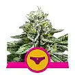 Sherbet Queen - Royal Queen Seeds 1 Sherbet Queen - Royal Queen Seeds 1