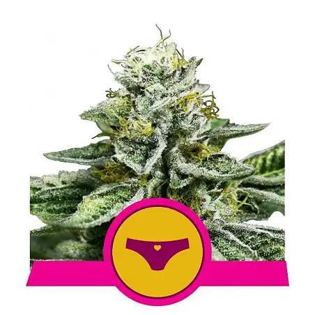 Sherbet Queen - Royal Queen Seeds 1