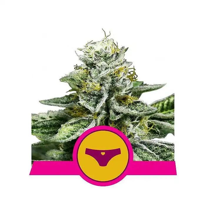 Sherbet Queen - Royal Queen Seeds 1