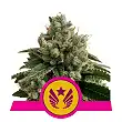 Legendary Punch - Royal Queen Seeds 1