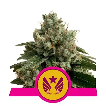 Legendary Punch - Royal Queen Seeds 1