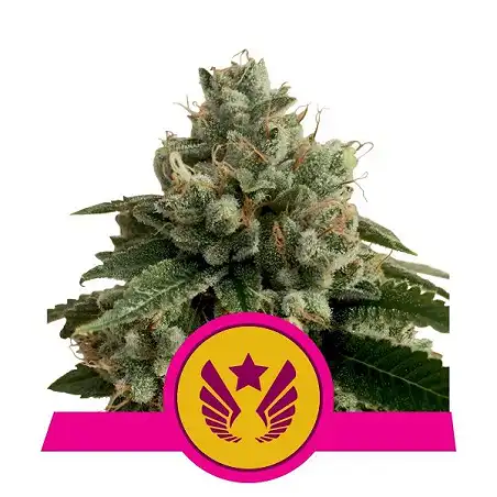 Legendary Punch - Royal Queen Seeds 1