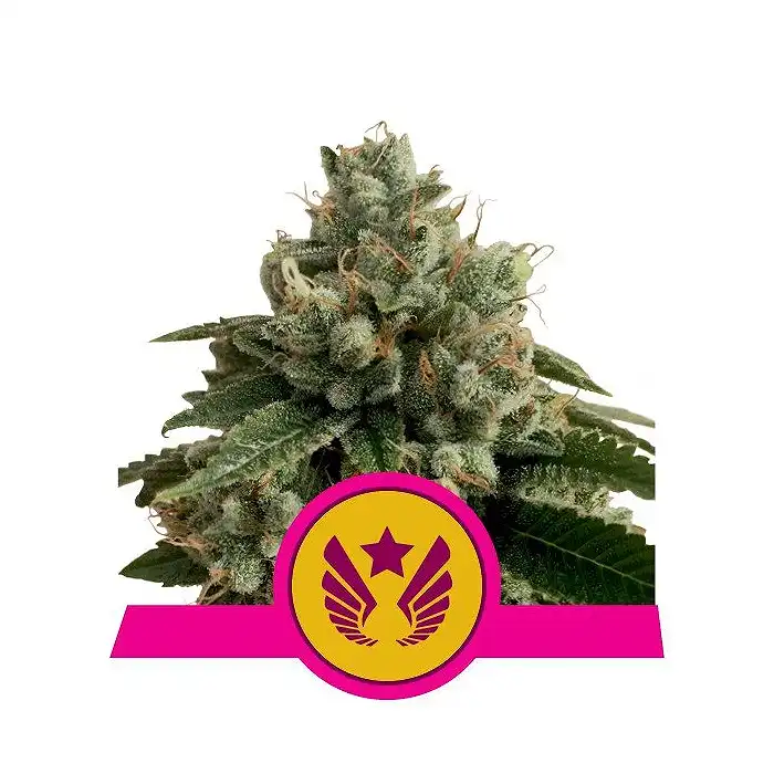 Legendary Punch - Royal Queen Seeds 1