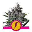 North Thunderfuck - Royal Queen Seeds 2