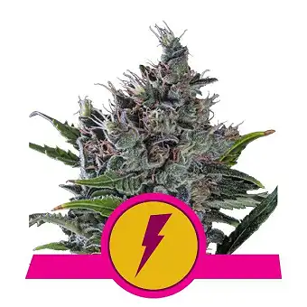 North Thunderfuck - Royal Queen Seeds 2