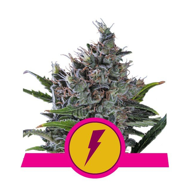 North Thunderfuck - Royal Queen Seeds 2
