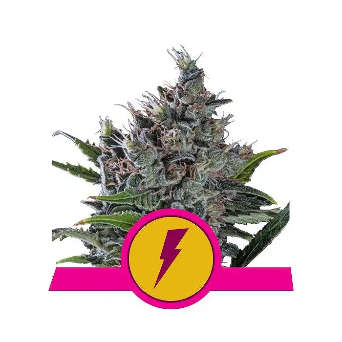North Thunderfuck - Royal Queen Seeds 2