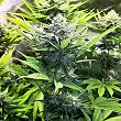 North Thunderfuck - Royal Queen Seeds 1