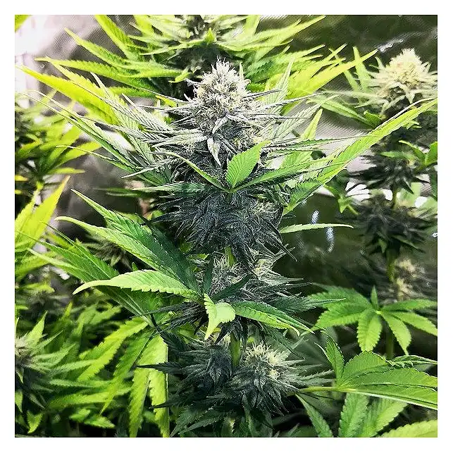 North Thunderfuck - Royal Queen Seeds 1