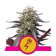 Green Punch - Royal Queen Seeds 4