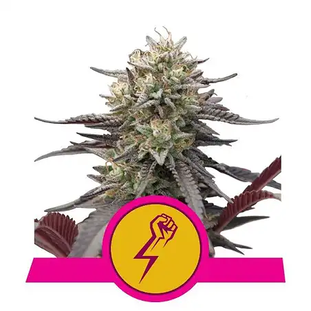 Green Punch - Royal Queen Seeds 4