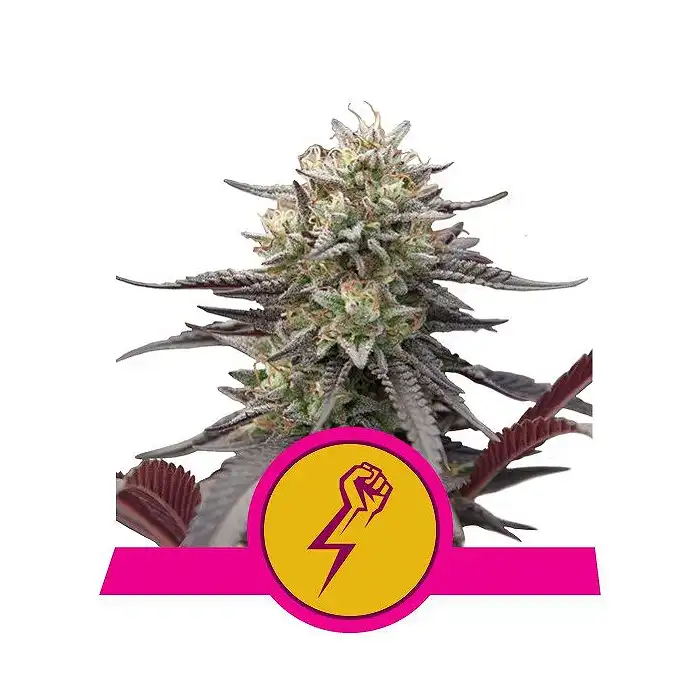 Green Punch - Royal Queen Seeds 4