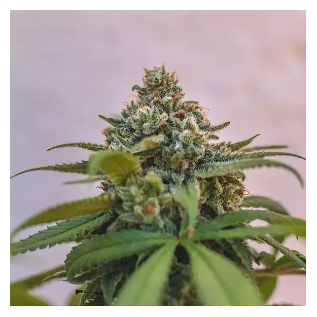 Green Punch - Royal Queen Seeds 1