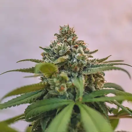 Green Punch - Royal Queen Seeds 1