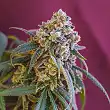 Green Punch - Royal Queen Seeds 2