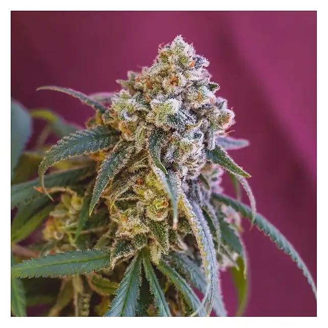 Green Punch - Royal Queen Seeds 2