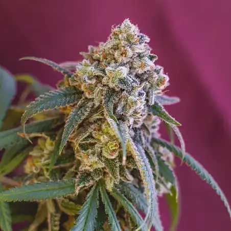 Green Punch - Royal Queen Seeds 2