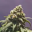 Green Punch - Royal Queen Seeds 3