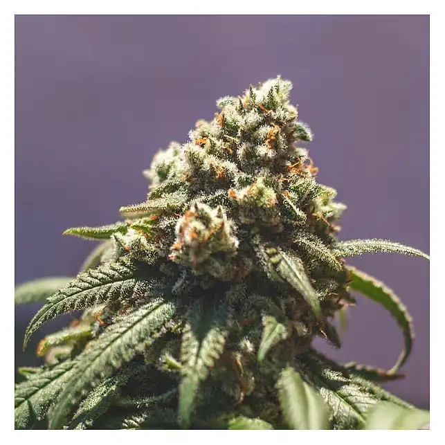 Green Punch - Royal Queen Seeds 3